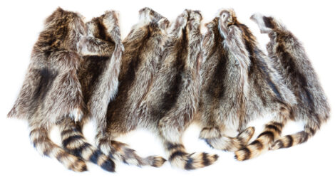many natural raccoon pelts